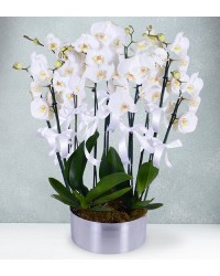 10 Dal Beyaz Orkide