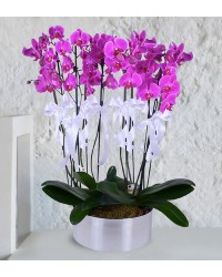 10 Dal Mor Orkide